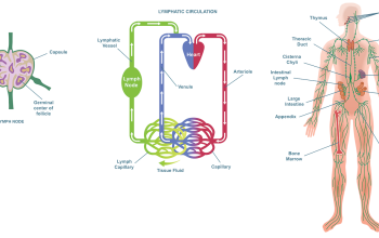 מערכת הלימפה